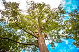 Reliable Monrovia, CA Tree Services Solutions