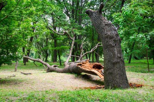 How Our Tree Care Process Works  in  Monrovia, CA